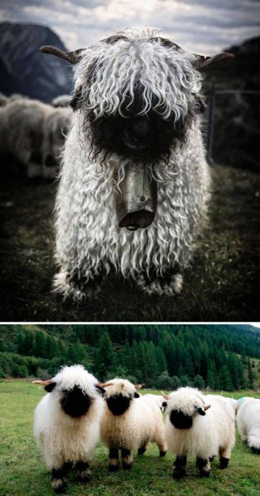 Animals Can’t Look Any More Epic Than This (27 pics)