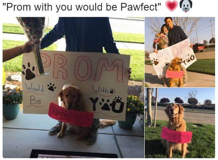 Extraordinary And Impressive Prom Proposals (15 pics)
