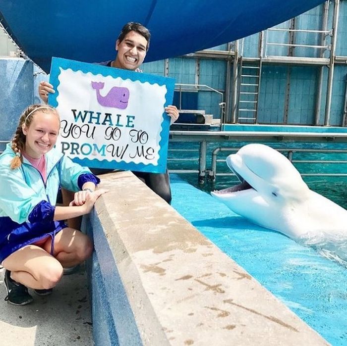 Extraordinary And Impressive Prom Proposals (15 pics)