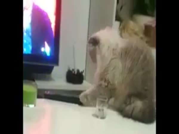 Cat Dropped The Glass