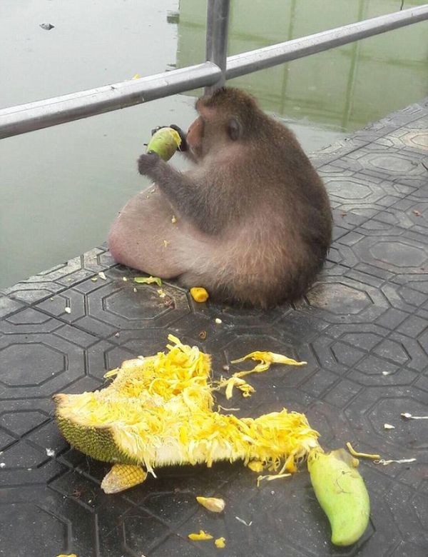 This Obese Monkey Is Going To Fat Camp (10 pics)
