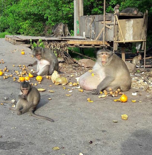 This Obese Monkey Is Going To Fat Camp (10 pics) .