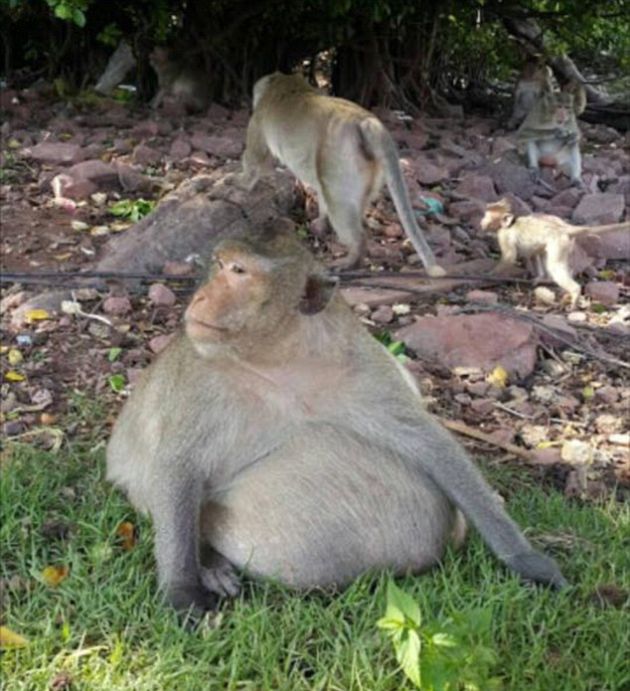 This Obese Monkey Is Going To Fat Camp (10 pics)