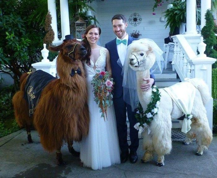 You Can Have Llamas Dressed As A Bride And Groom At Your Wedding (14 pics)