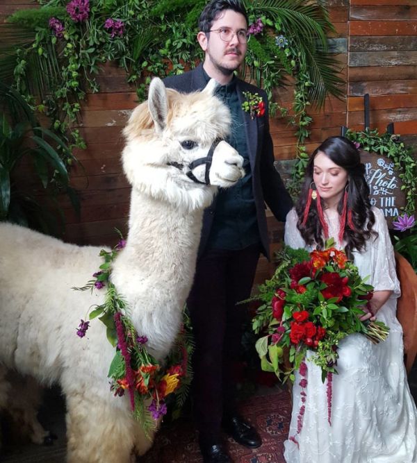 You Can Have Llamas Dressed As A Bride And Groom At Your Wedding (14 pics)