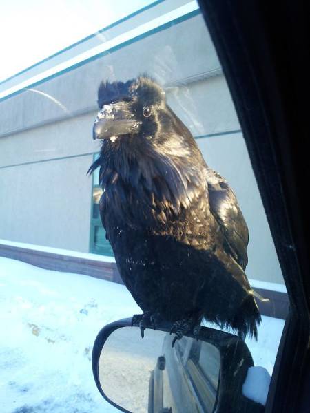 Crows Seriously Don't Care About Anything In This World (42 pics)