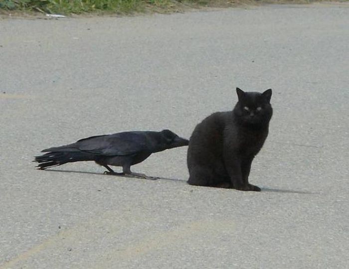Crows Seriously Don't Care About Anything In This World (42 pics)
