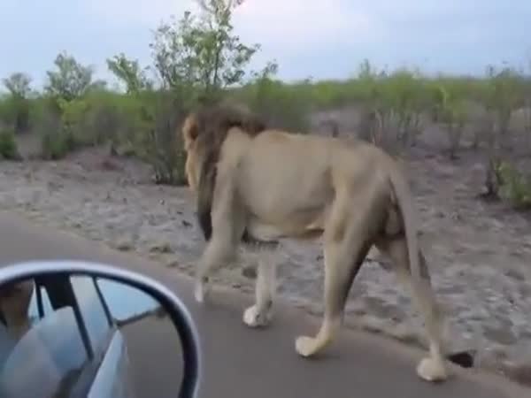 Evil Lion