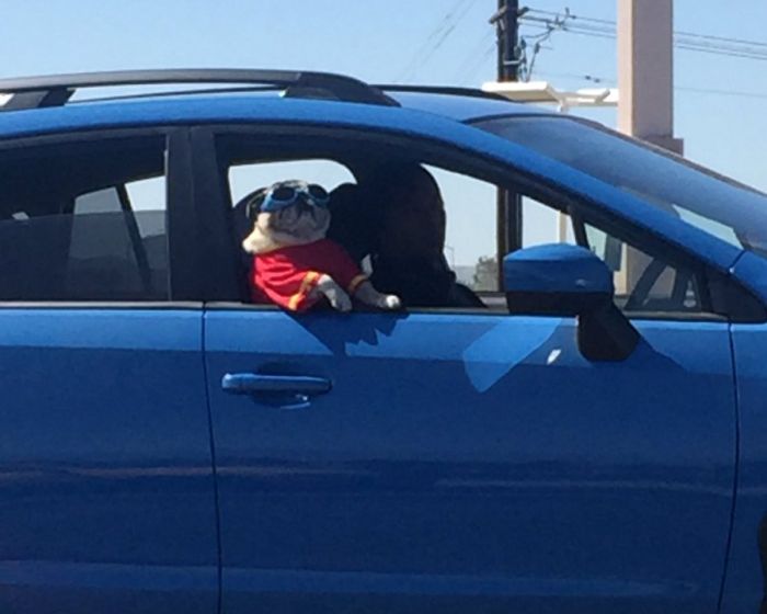 This Pug Is Just Too Cool For Its Own Good (3 pics)