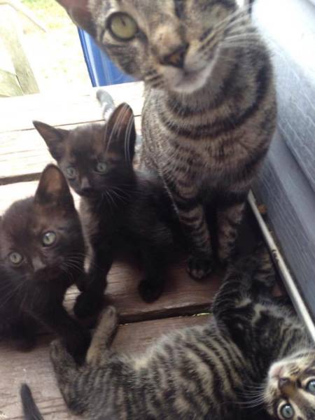 Mama Cat Shows Off Her Kittens After Father And Son Feed Her (8 pics)