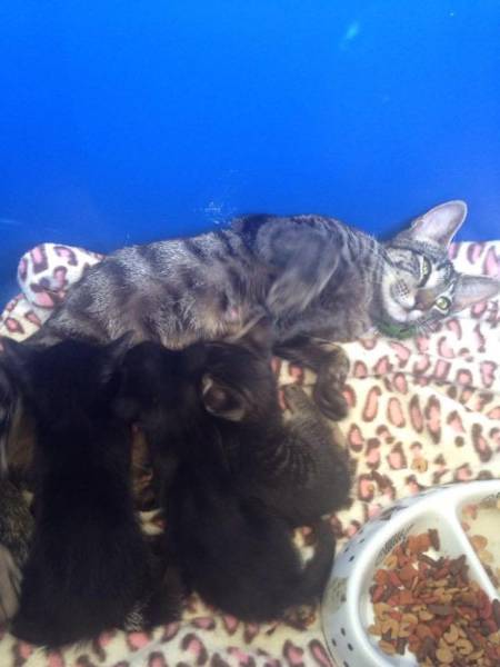 Mama Cat Shows Off Her Kittens After Father And Son Feed Her (8 pics)