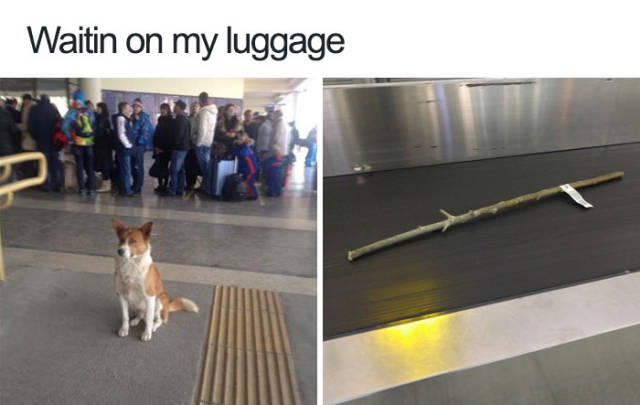 Dogs Bring You The Funniest And Furriest Memes (45 pics)
