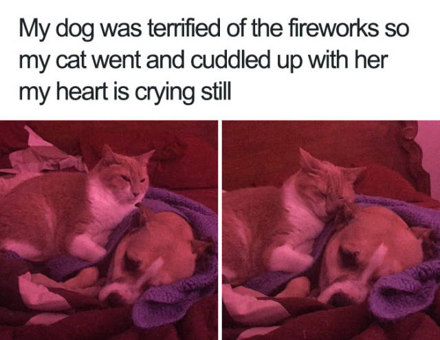 Dogs Bring You The Funniest And Furriest Memes (45 pics)