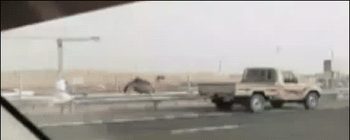 Acid Gifdump, May 05, 2017 (25 gifs)