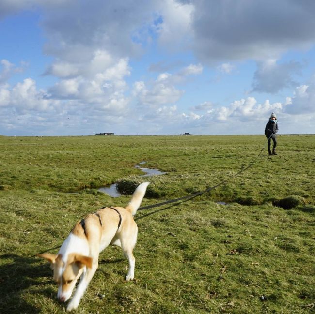 The Hallig Islands Are A Special Place (20 pics)