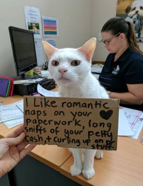Shelter Helps Boost Cats Chances Of Being Adopted (8 pics)