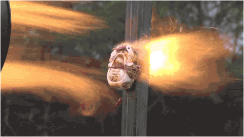 Reversed GIFs Are Unbelievably Entertaining (17 gifs)