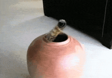 Reversed GIFs Are Unbelievably Entertaining (17 gifs)
