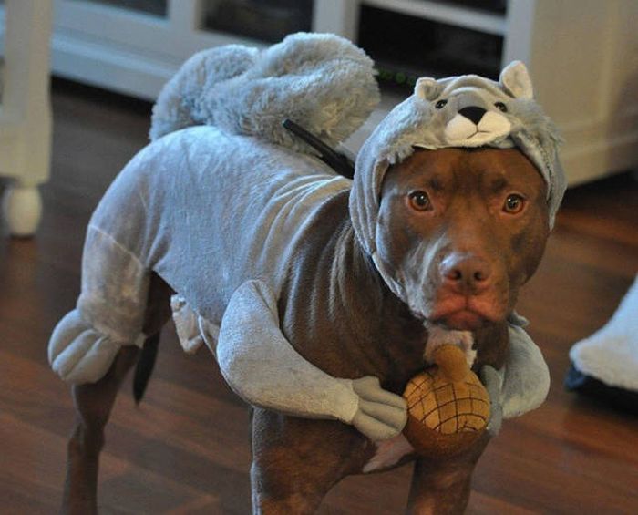Please Save Me From My Stupid Human (36 pics)