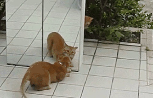 Acid Gifdump, May 10, 2017 (25 gifs)