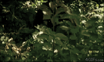 Nature Is Actually Really Terrifying (17 gifs)