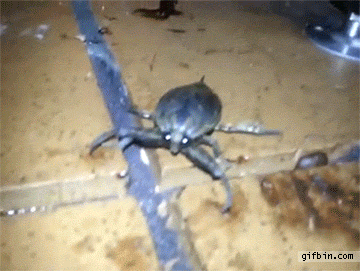 Nature Is Actually Really Terrifying (17 gifs)
