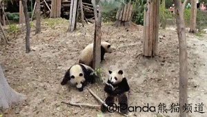 Acid Gifdump, May 11, 2017 (25 gifs)
