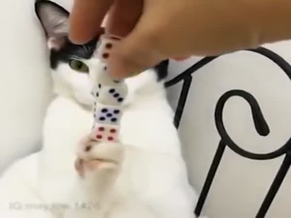 Cat And Cubes