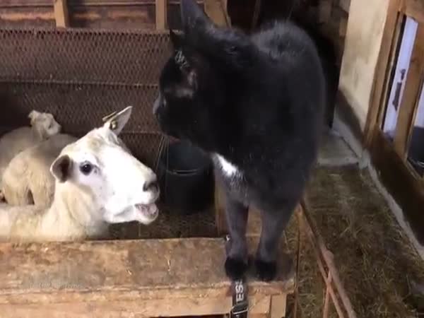 Sheep Gets Revenge On Cat