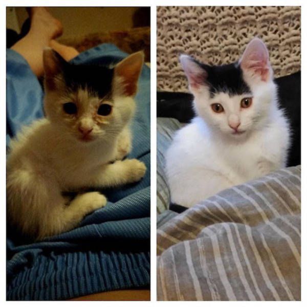 The Difference Between Animals Before And After Adoption Is Priceless (33 pics)