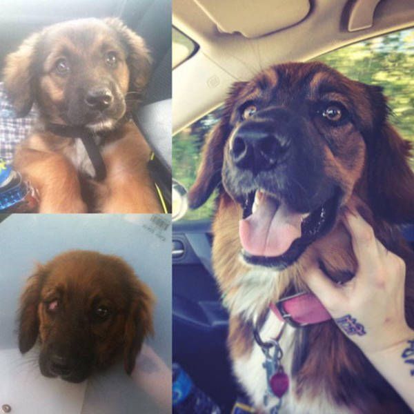 The Difference Between Animals Before And After Adoption Is Priceless (33 pics)