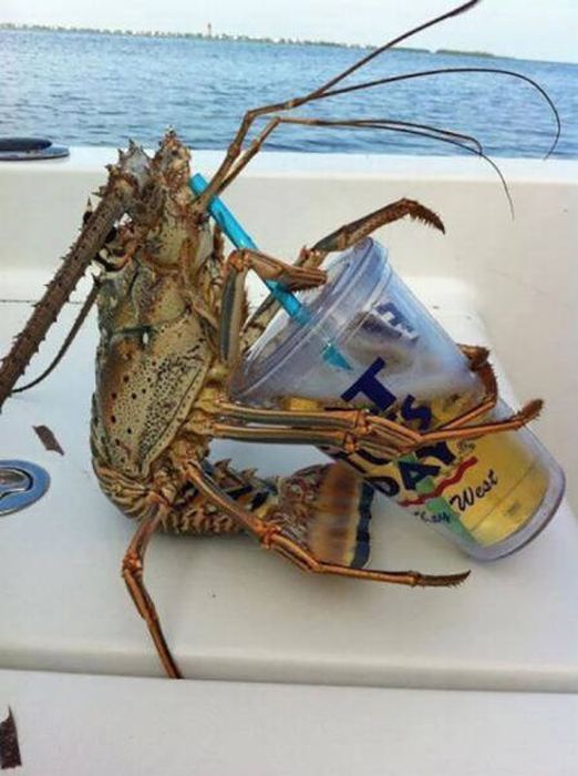 The Truth Is There's Just Never Enough Beer (51 pics)