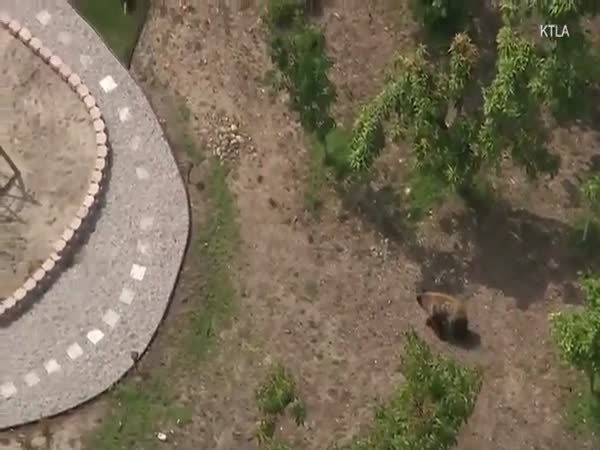 Intense Standoff Between A Family Dog And A Brown Bear