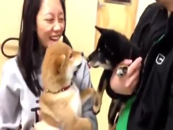 Two Adorable Shiba Inus Have The Sweetest Argument Ever