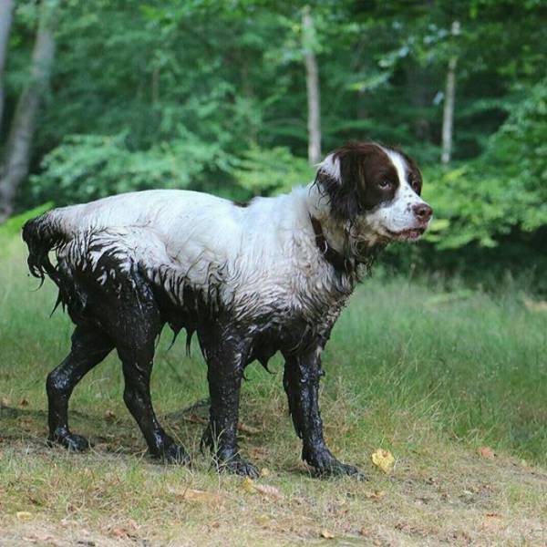 Why Dogs Should Never Go Near Mud (32 pics)