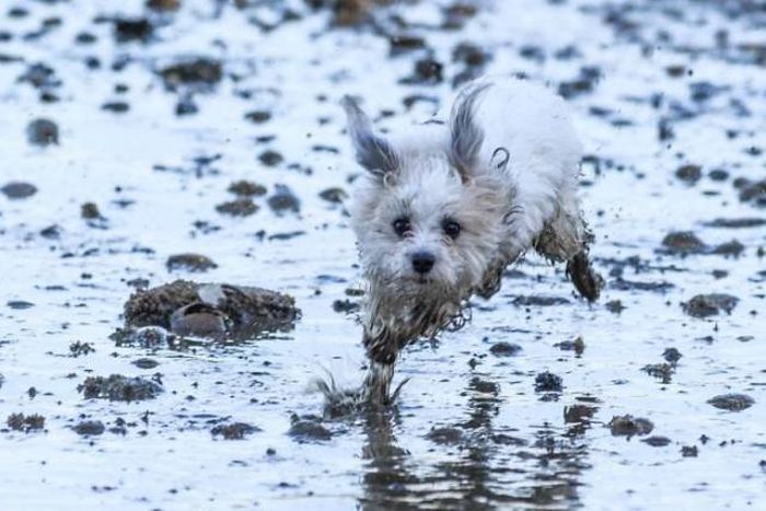 Why Dogs Should Never Go Near Mud (32 pics)