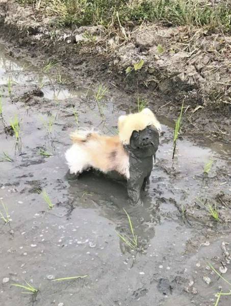 Why Dogs Should Never Go Near Mud (32 pics)