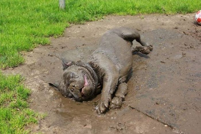 Why Dogs Should Never Go Near Mud (32 pics)