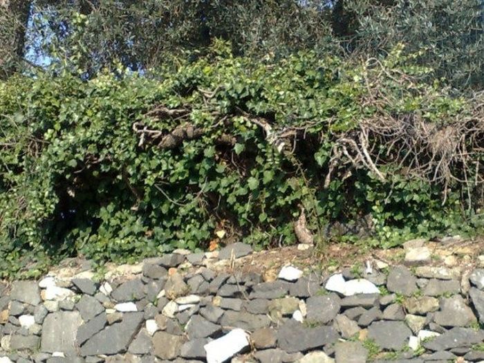 Find The Hidden Cats In These Photos (21 pics)