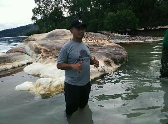 Giant Sea Creature Washes Up In Indonesia (5 pics)
