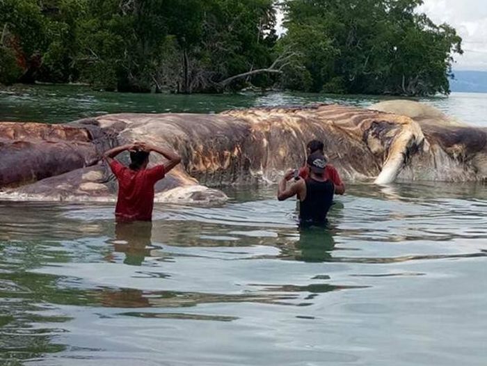 Giant Sea Creature Washes Up In Indonesia (5 pics)