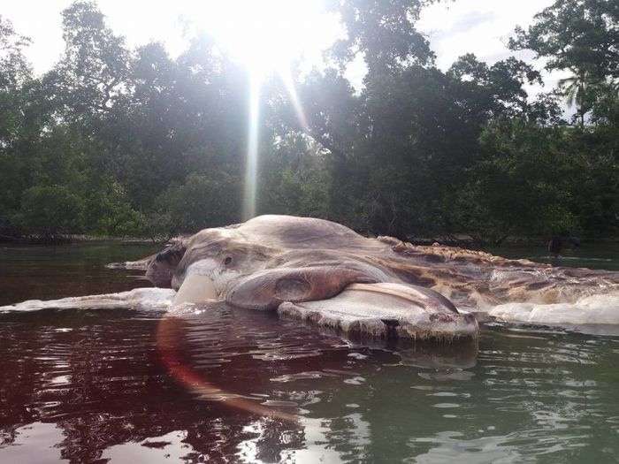 Giant Sea Creature Washes Up In Indonesia (5 pics)