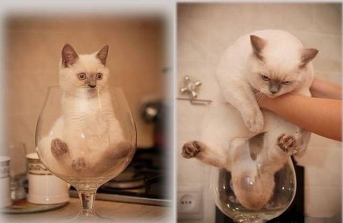 Acid Picdump (92 pics)