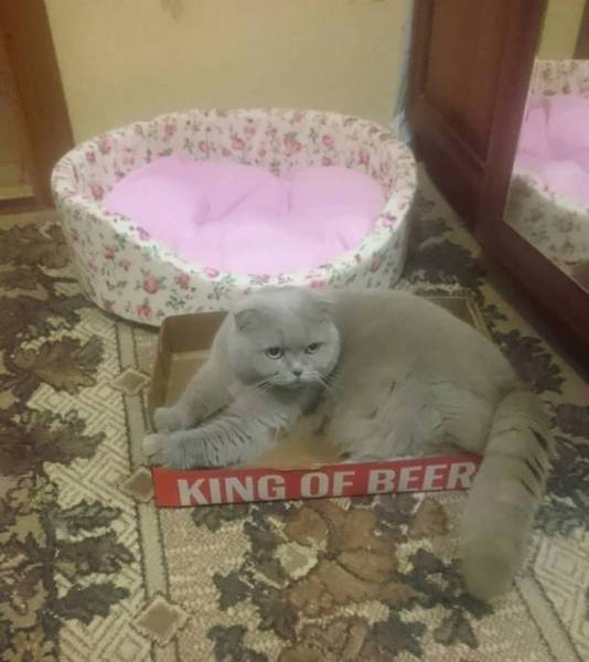 Acid Picdump (92 pics)