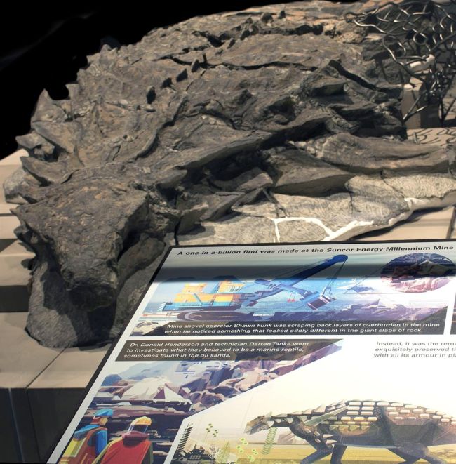 Lifelike Dinosaur Fossil Finally Makes Its Public Debut (6 pics)