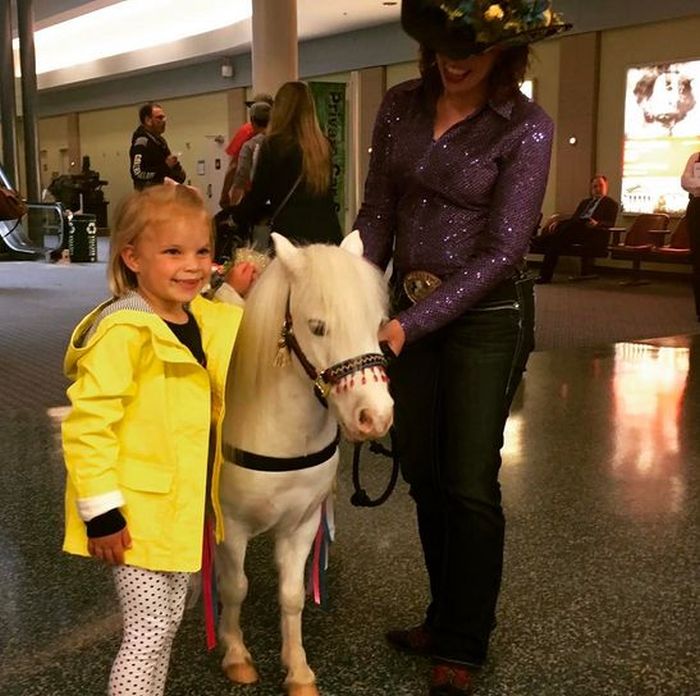 American Airport Eases Anxiety With Miniature Horses (5 pics)