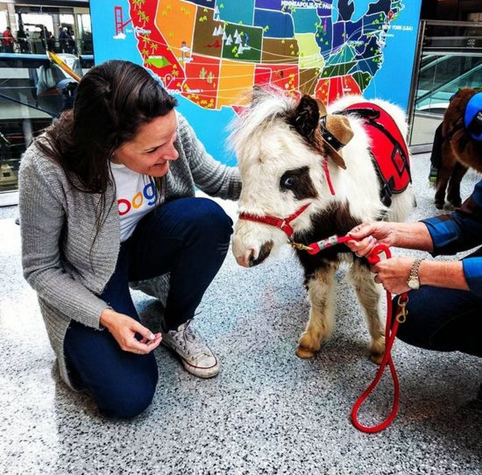 American Airport Eases Anxiety With Miniature Horses (5 pics)