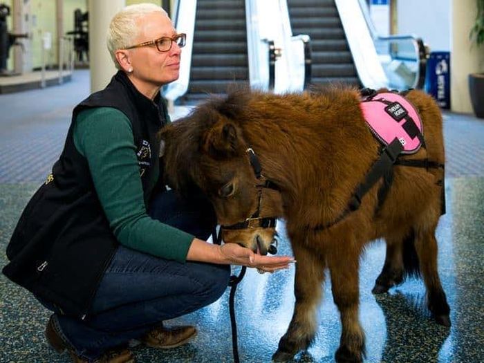 American Airport Eases Anxiety With Miniature Horses (5 pics)