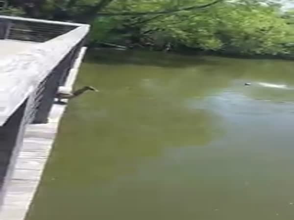 Ducks Jumping Into The Water