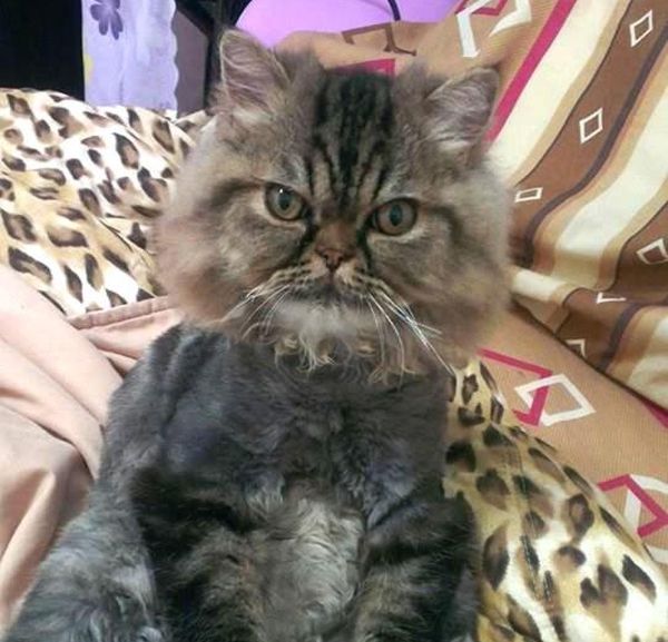 Pet Cat Returns Completely Bald Except For His Face (3 pics)